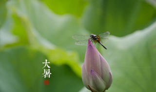 大暑节气吃什么传统食物 大暑节气吃啥好