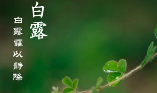 白露节气推荐语（白露节气语言教案小班）