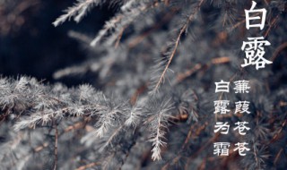 白露节气文案（白露节气文案图片）