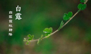 白露节气诗词 白露节气诗词手抄报