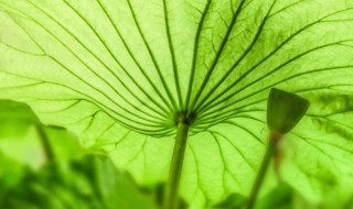 大暑节气寓意 大暑节气有什么说法