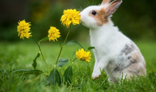 梦见白兔是什么意思 梦见白兔是什么意思周公解梦