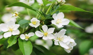 茉莉花泡茶怎么泡茶 茉莉花泡茶的方法步骤