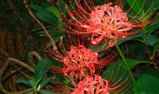 彼岸花的种植（彼岸花的种植季节和时间）