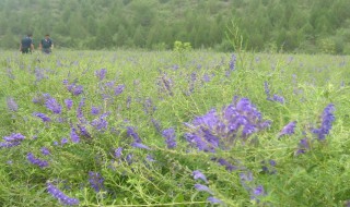 黄芩种植技术（黄芩种植技术及亩收益）