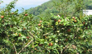 油茶树的种植 油茶树的种植行距株距是多少