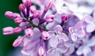 丁香花种植（丁香花种植方法和时间）