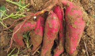 家种红薯藤种植方法 家种红薯藤种植方法图片