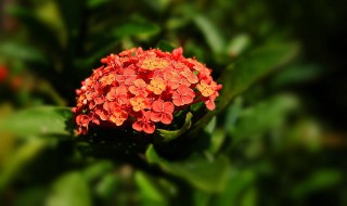 既好养又四季开花的花（好养四季开花的植物）