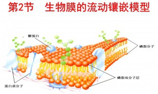 细胞膜的主要成分 构成细胞膜的主要成分