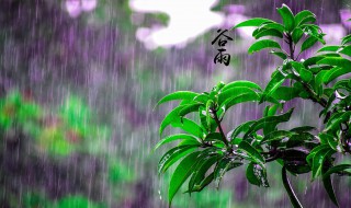 谷雨节气的说说 谷雨节气的说说文案