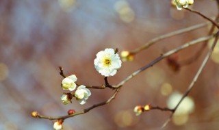 立春节气的彦语（立春节气的彦语怎么说）