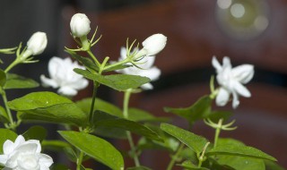 香水茉莉的养殖方法和注意事项 法国香水茉莉的养殖方法和注意事项