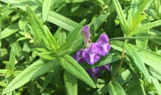 黄芩的养殖方法 黄芩的养殖方法与技术