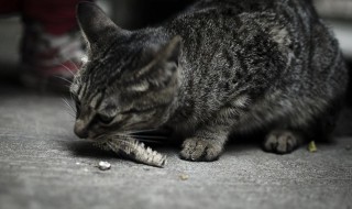 野猫怎么养 野猫怎么养才听话