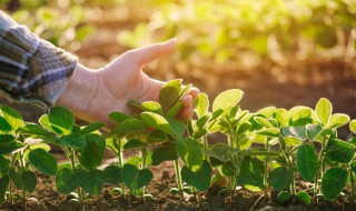 山药豆种植方法与时间 山药豆怎么种植方法视频