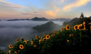 向日葵花语唯美句子 向日葵花语的唯美句子