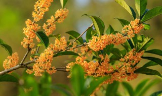 桂花浇水方法（桂花浇水方法视频教程）