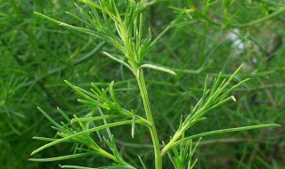 风滾草和猪毛菜的区别 风滚草的营养价值