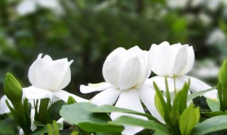 栀子花种子种植方法（栀子花种子种植方法视频教程）