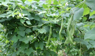 芸豆种植时间和方法（芸豆种植时间和方法露地）