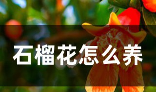 石榴花怎么养殖方法 石榴花怎么养殖方法视频