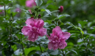 小木槿花期（小木槿花期长耐热耐寒吗）