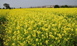 油菜花外形特点（油菜花外形特点是什么）