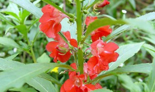 凤仙花雄蕊和雌蕊的特点（凤仙花雄蕊和雌蕊的特征）