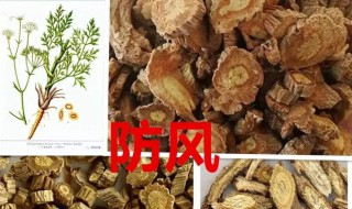 防风的作用与功效 中草药防风的作用与功效