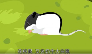 猫和老鼠里面的老鼠是什么鼠（猫和老鼠里面的鼠叫什么名字）