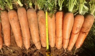 如何用胡萝卜制作肥料 如何用胡萝卜制作肥料视频