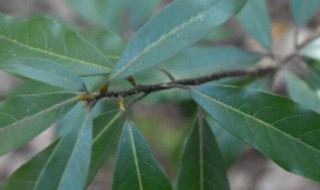 樟树属于什么植物它的茎叫作 樟树的茎属于哪类茎