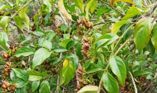 中国八大剧毒植物 中国八大剧毒植物图片