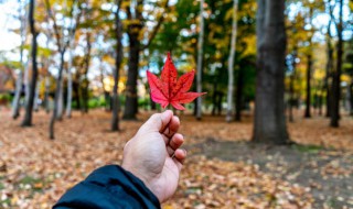 秋天应注意的养生知识（秋天应注意的养生知识短信）