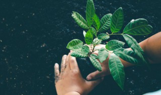 美丽优雅的观叶植物新秀 漂亮的观叶植物