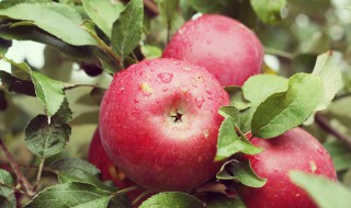 苹果皮的营养价值和食用方法 苹果皮的营养价值和食用方法是什么