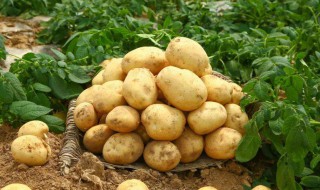 土豆碳水化合物含量（土豆碳水化合物含量可以帮助减肥吗）