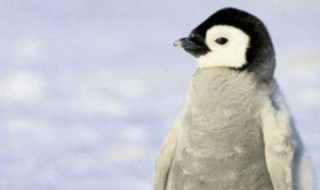 什么是企鹅的家 什么是企鹅的家 填空词语
