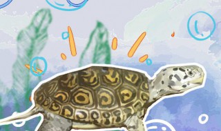 钻纹龟怎么养 钻纹龟怎么养黄壳