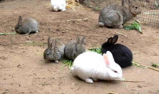 家里怎么养兔子（家里怎么养兔子?）