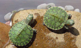 巴西龟过冬怎么养 巴西龟过冬怎么养活
