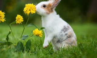 怎么养小兔子 怎么养小兔子才能养活呢