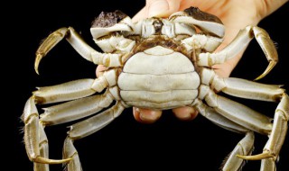螃蟹爪子花怎么养 螃蟹爪子花怎么养长的好