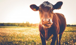 牛怎么养殖技术 牛如何养殖