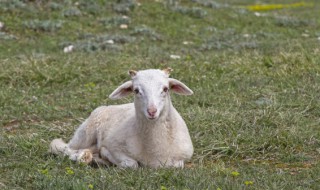 如何养羊怎么养羊 如何养羊怎么养羊方法