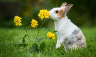 兔子是哑巴吗（兔子是哑巴吗?）