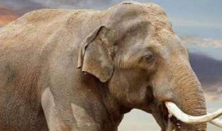 亚洲象是不是濒危野生动物（亚洲象是保护动物吗）