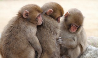猴子的生活习性 猴子生活特点