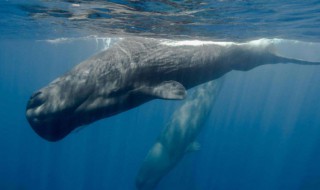 抹香鲸的天敌 抹香鲸的天敌是巨型鱿鱼